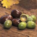 Gefahr im Herbst: Herbstfrüchte des Waldes