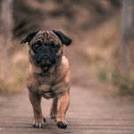 Hund weggelaufen im Urlaub – Was tun?