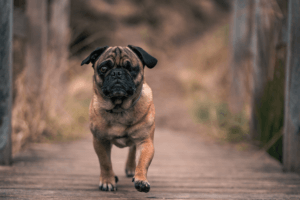 Hund auf Holzbrücke