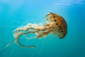 Kompassqualle im Wasser Chrysaora hysoscella