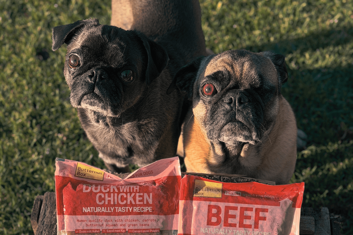 Unsere Butternut Box Erfahrung – ehrlicher Testbericht mit zwei Hunden